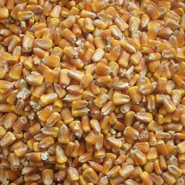 Maïs Grain Biologique – Produit en FRANCE