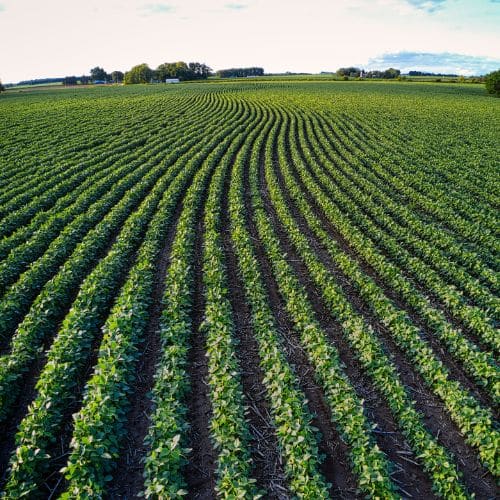 Menaces sur le soja biologique togolais : comprendre les enjeux et les solutions possibles